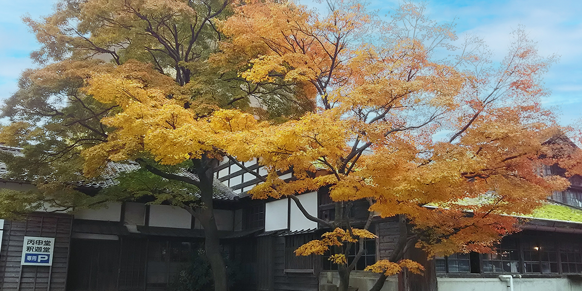 旧風間家住宅　丙申堂　秋の紅葉